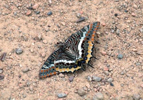Charaxes jasius